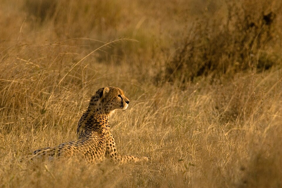A cheetah sitting in the grass
