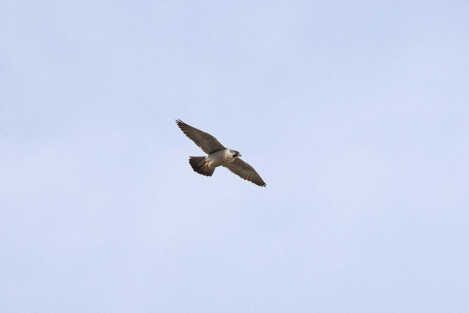 A peregrine falcon flying through the sky